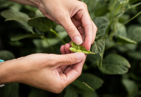 Nuestras semillas de soja tienen el poder del rinde que estás buscando