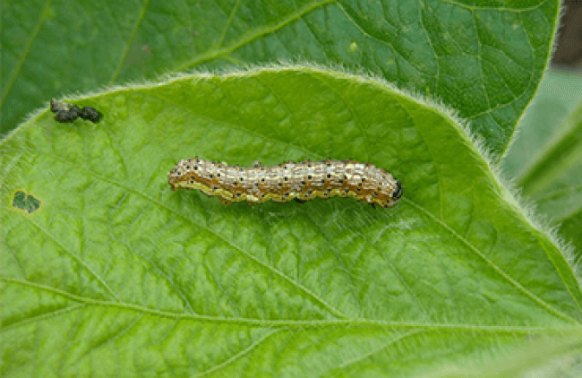 oruga cogollera en soja
